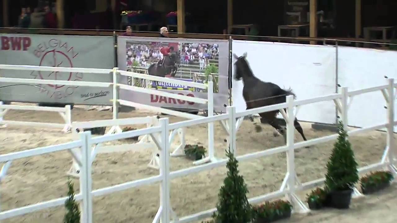 El Barone 111 (v. Emerald) Gekeurd voor Zangersheide 2015