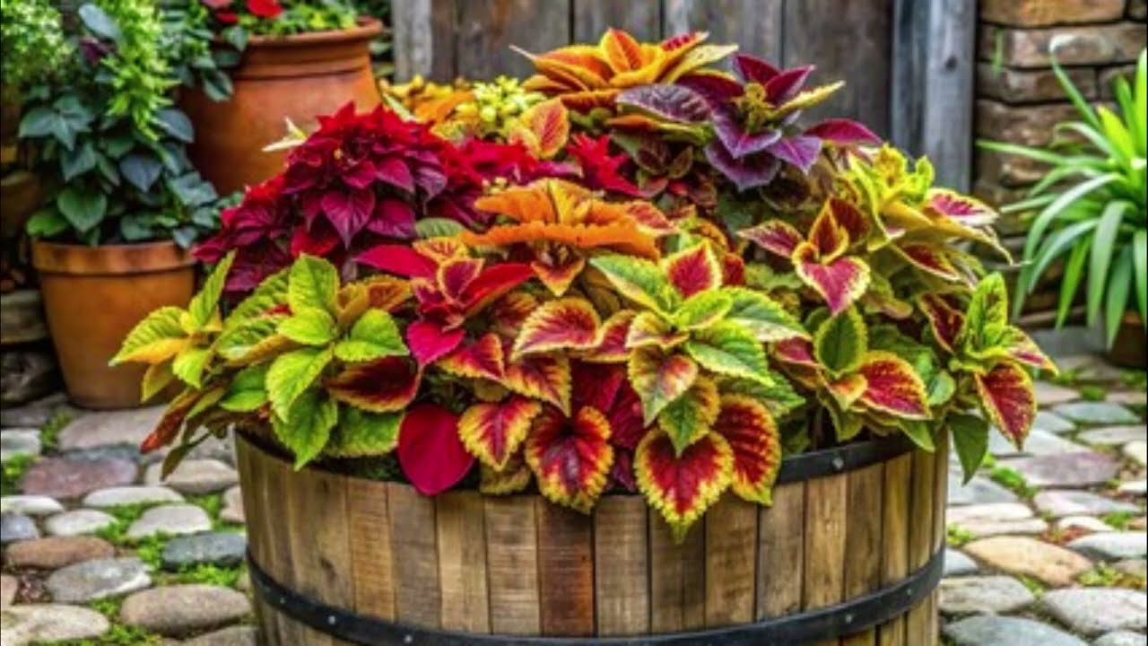 Amazing Coleus in your garden - for extra colour -
