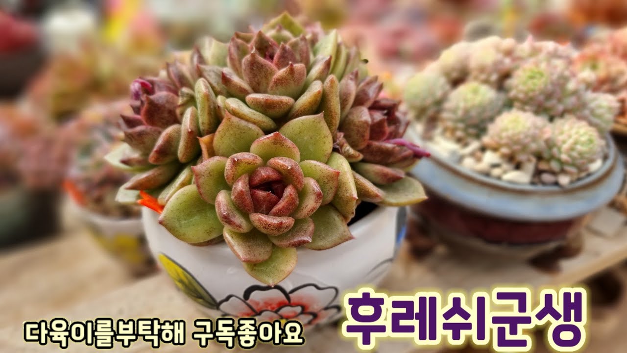 가성비 최고 💕 후레쉬군생  ~ 오늘 진짜 예뻐요 💕 