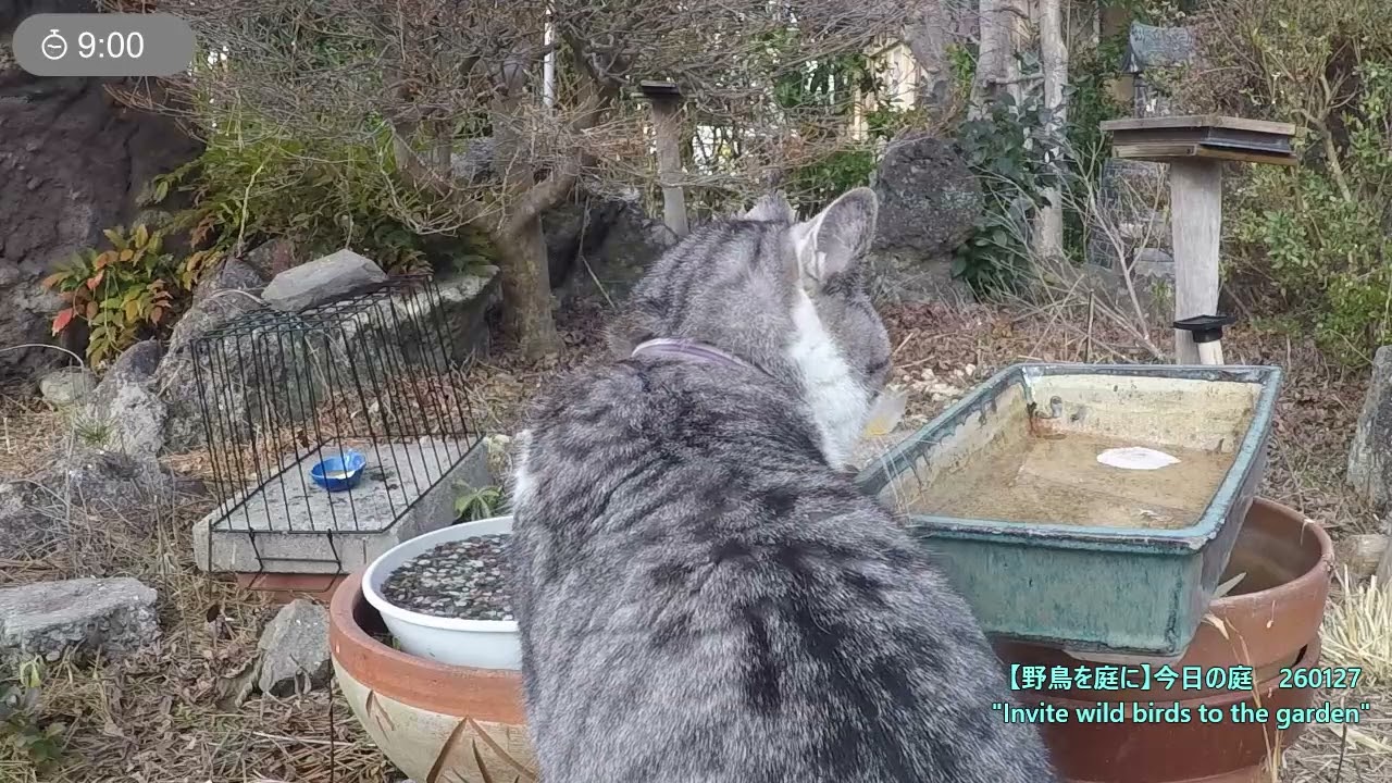 野鳥を庭に　260127　スズメ　猫２号　ヒヨドリ　メジロ