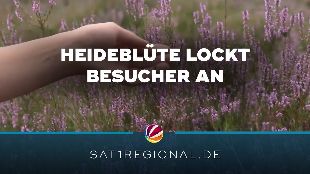 Lila Blütenmeer in der Lüneburger Heide