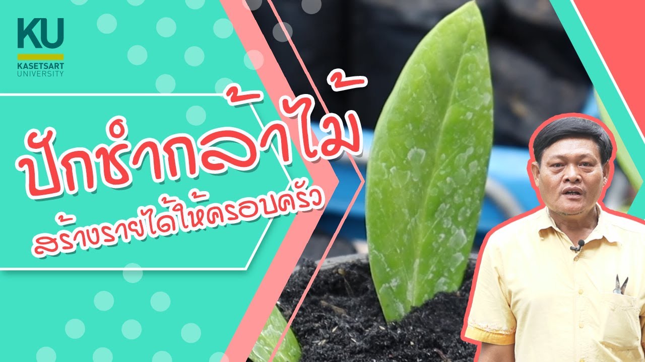 KU คู่ชุมชน 2021 : Ep.6 ปักชำกล้าไม้  สร้างรายได้ให้ครอบครัว