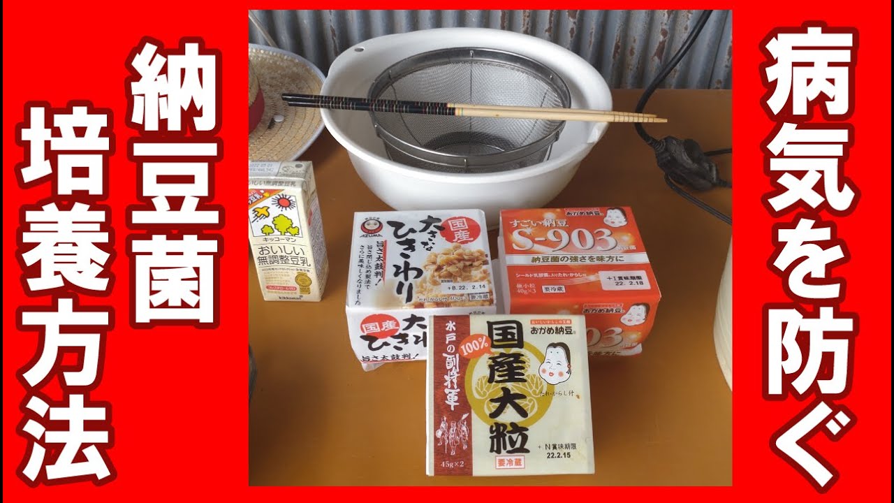 うどん粉病など、病原菌の予防対策　【納豆菌】培養の方法を公開。丹波の有機農家が実践しているうどん粉病や灰カビ病などの予防対策に納豆菌を活用しています。