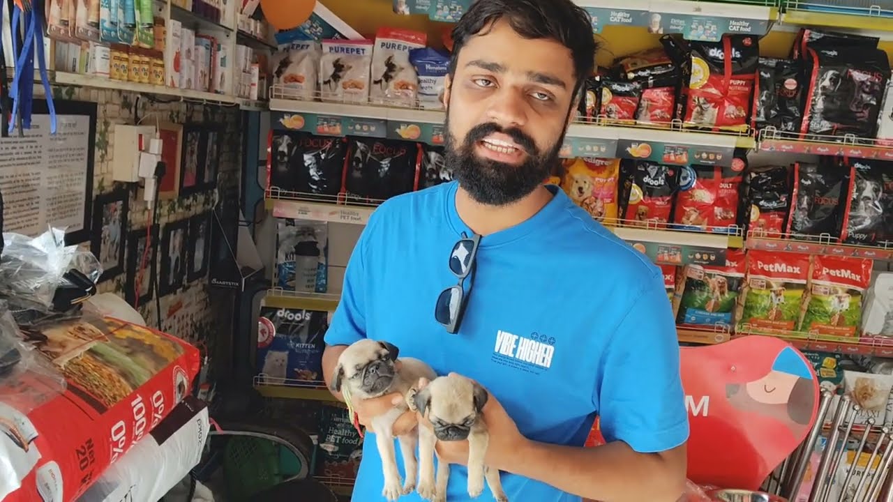 Pug Puppies for Sale 🐾 | Healthy & Playful Pug Puppy | Vikash Dog House Rudrapur 