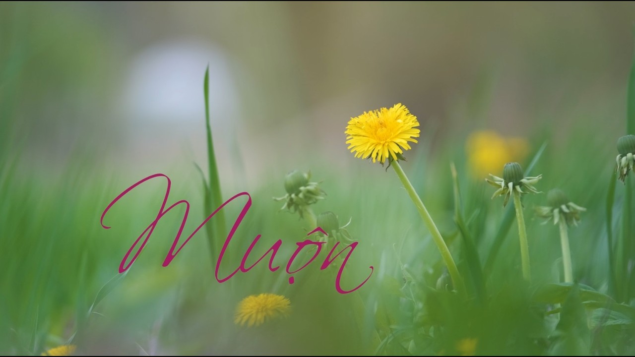 Clip Muộn