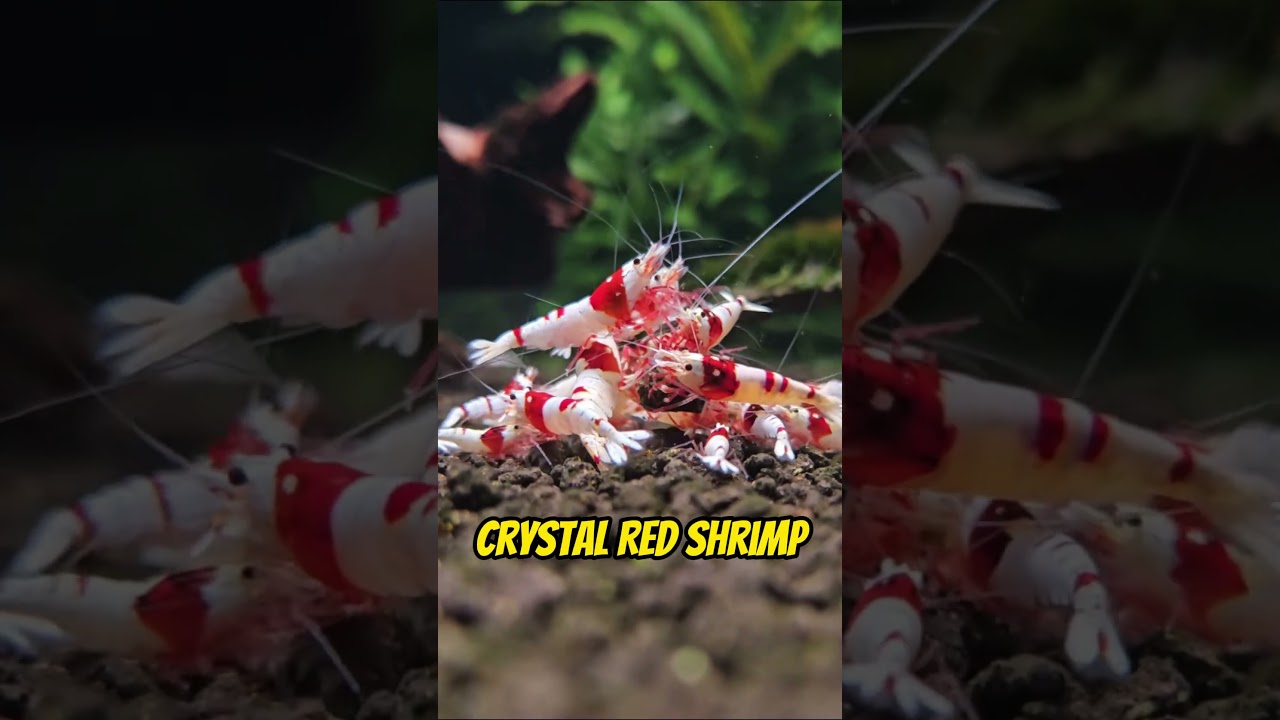 Top 5 Freshwater Shrimp for Your Aquarium