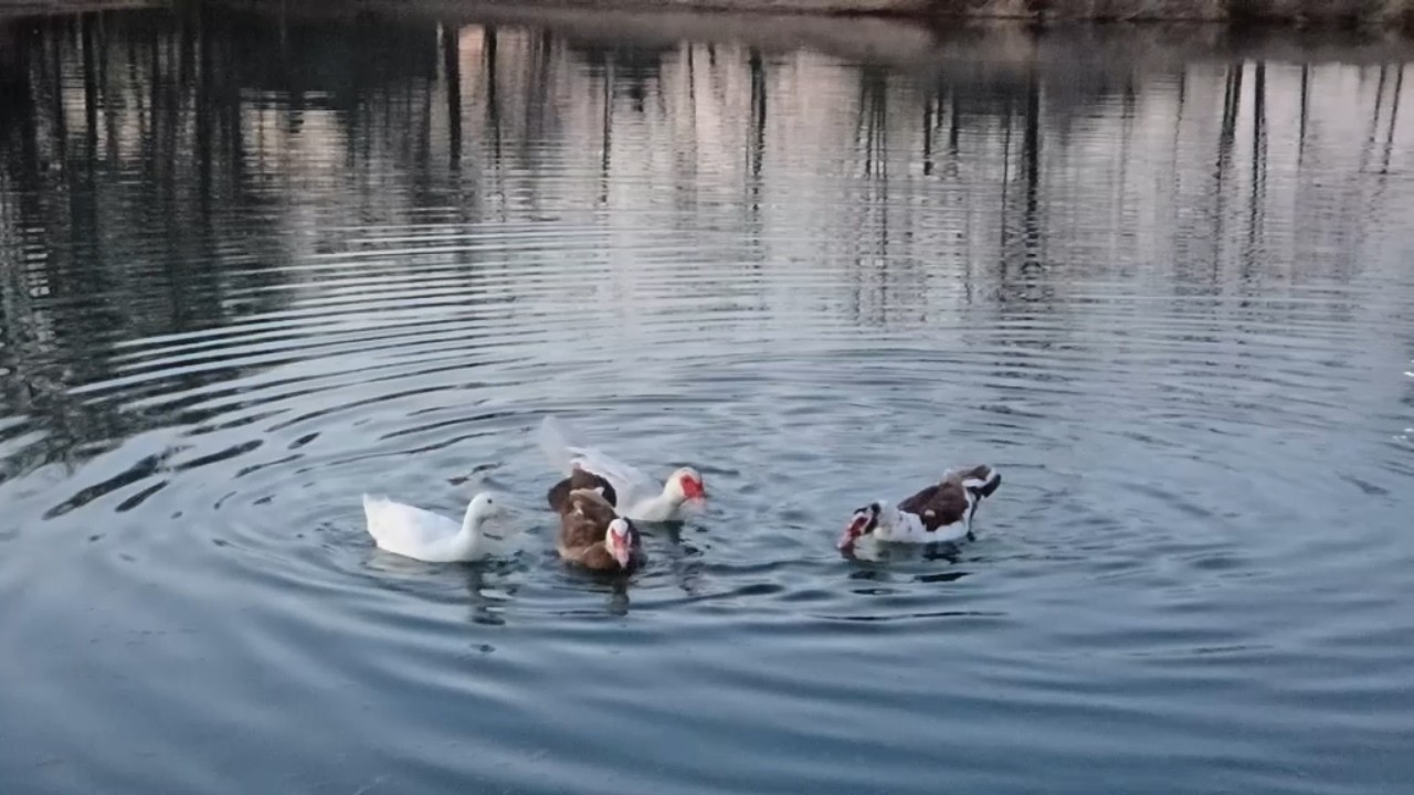 Neighbor Ducks Beat the Fish to Dinner Before Evening Twilight | NO ADS | AMBIENT | #ducks #sunset