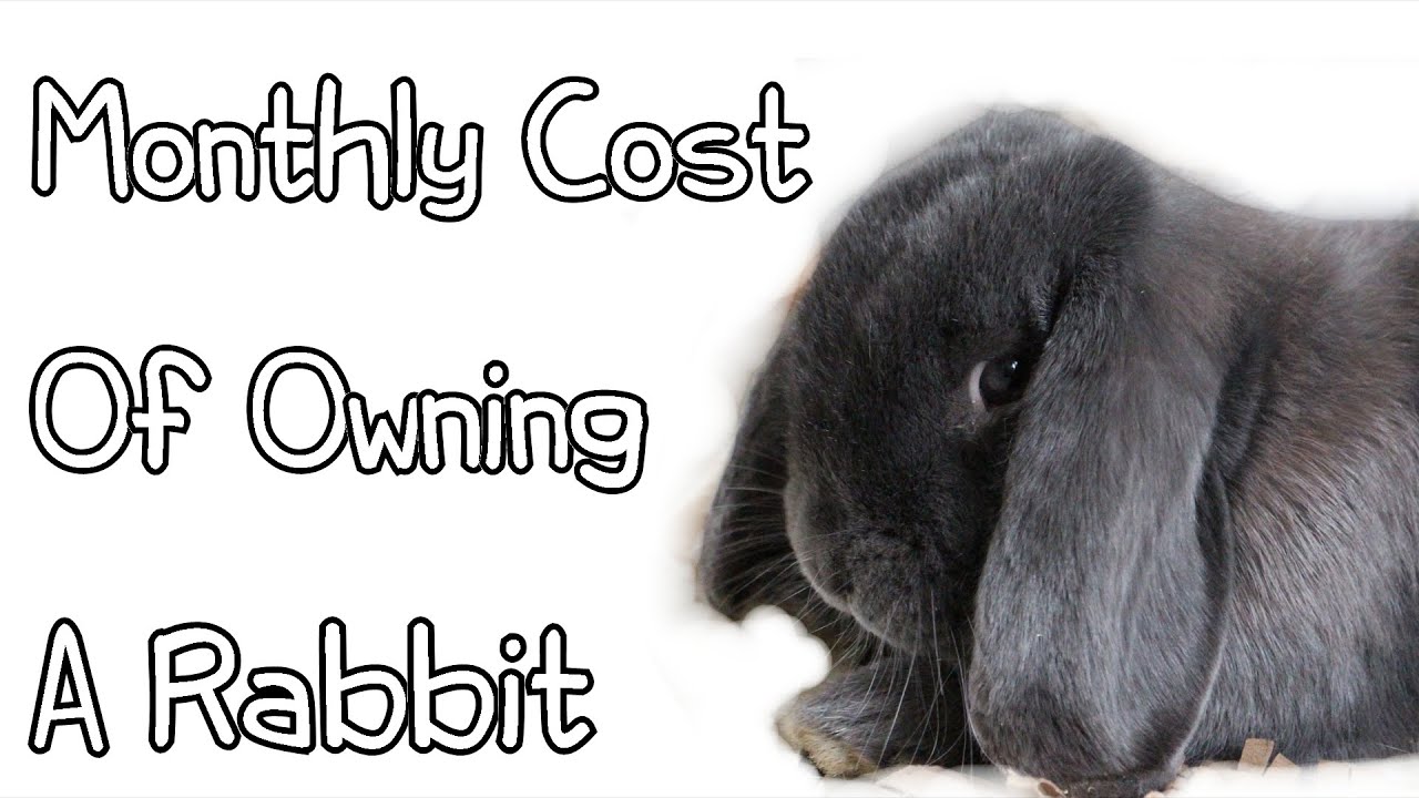 Monthly Cost Of Owning a Rabbit