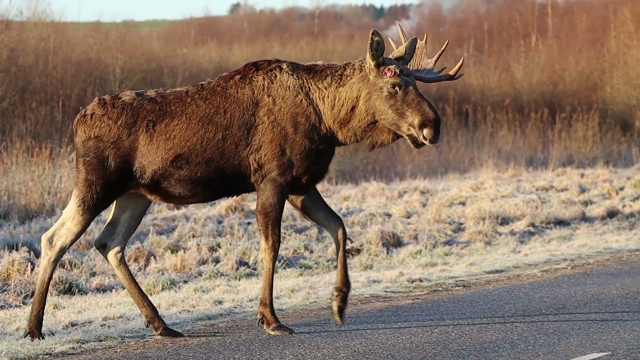Elge i Lille Vildmose