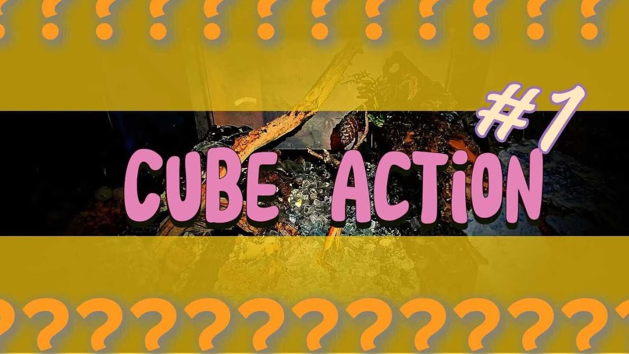 Cube Action #1 Holprig aber mit ENRG ins Projekt