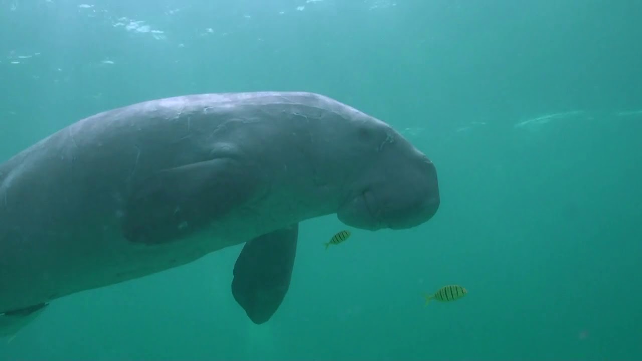 Dugong (Dugong dugon) swimming underwater, Coron Island, Phillipines.