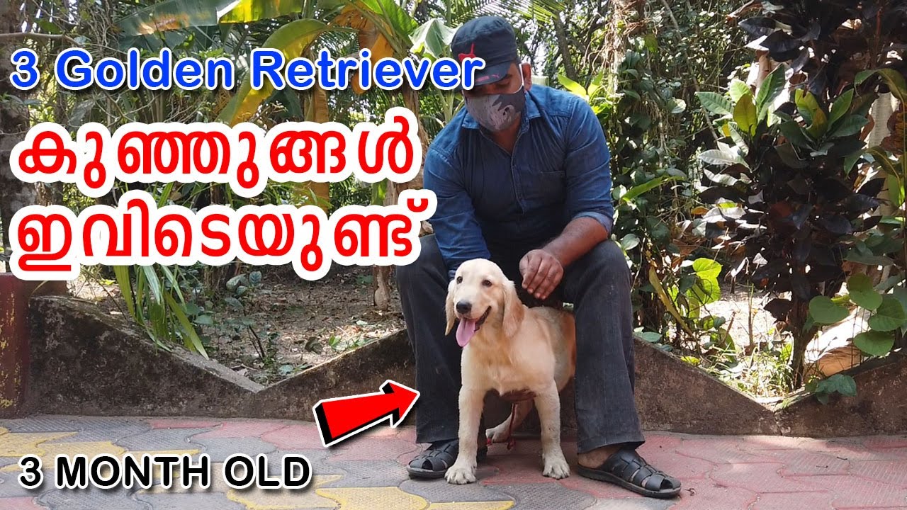 ❤️3 മാസമുള്ള വാവകള്‍ : Golden Retriever puppy cute and energetic : Breed information : Kennel Visit