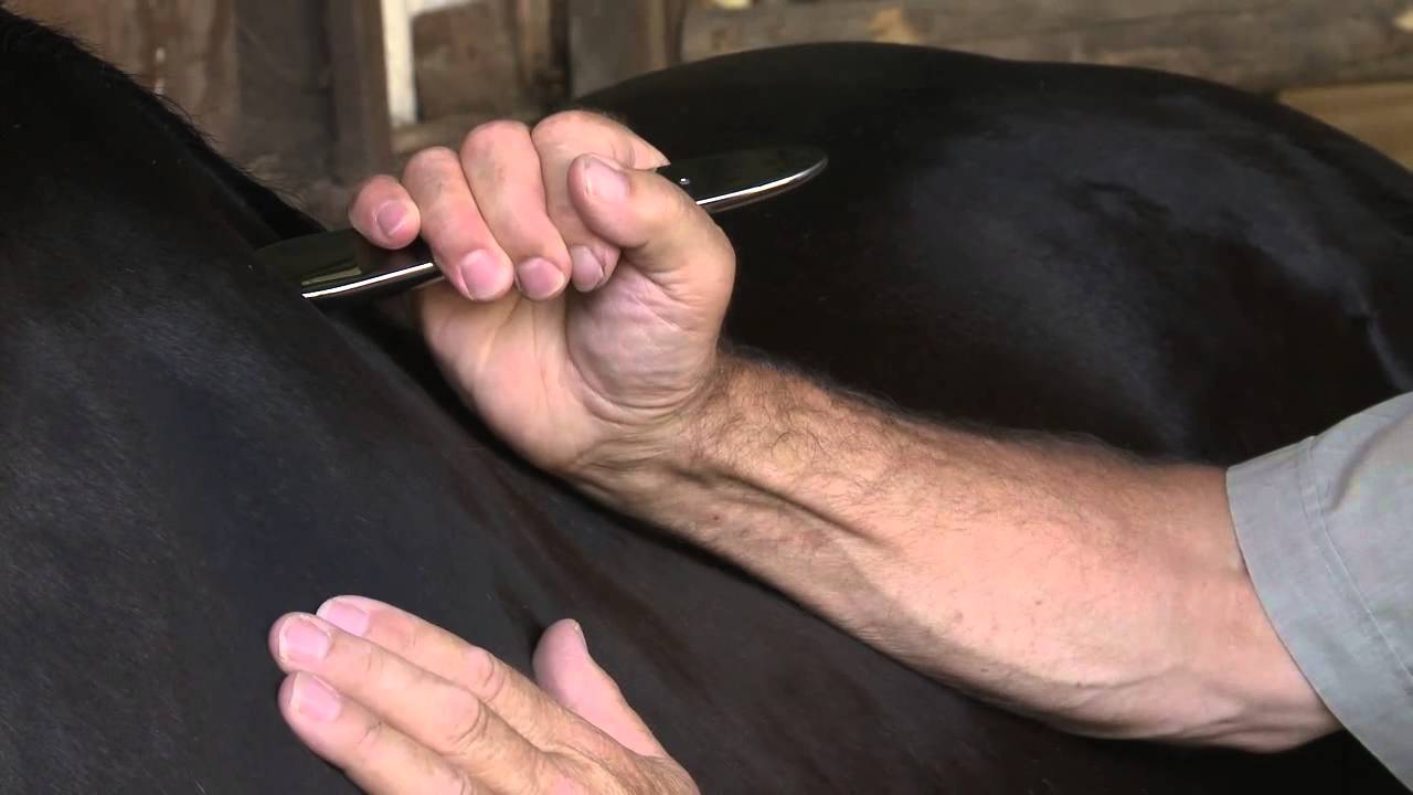 Equine FascialEdge YouTube