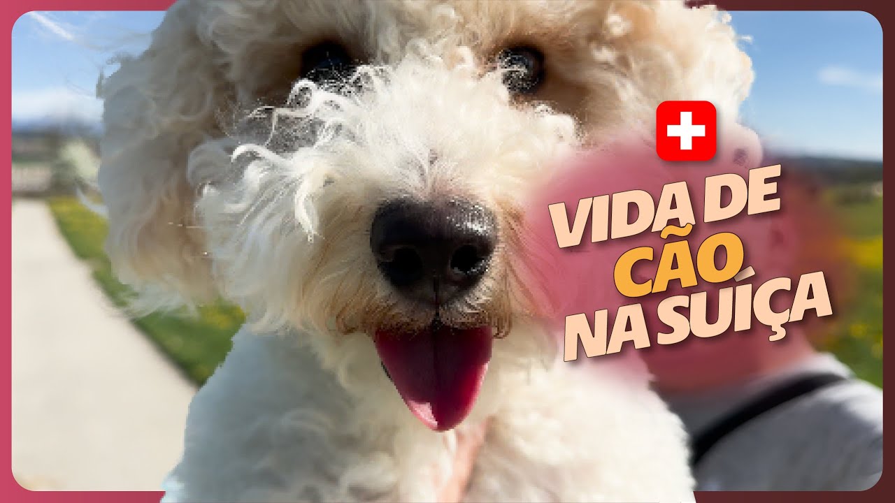 COMO é TER um CACHORRO na SUÍÇA? | TUDO sobre PET na SUÍÇA