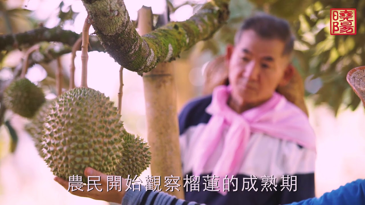果王猫山王记录片 Sunshine Kingdom Musang King Durian Documentary (2018)