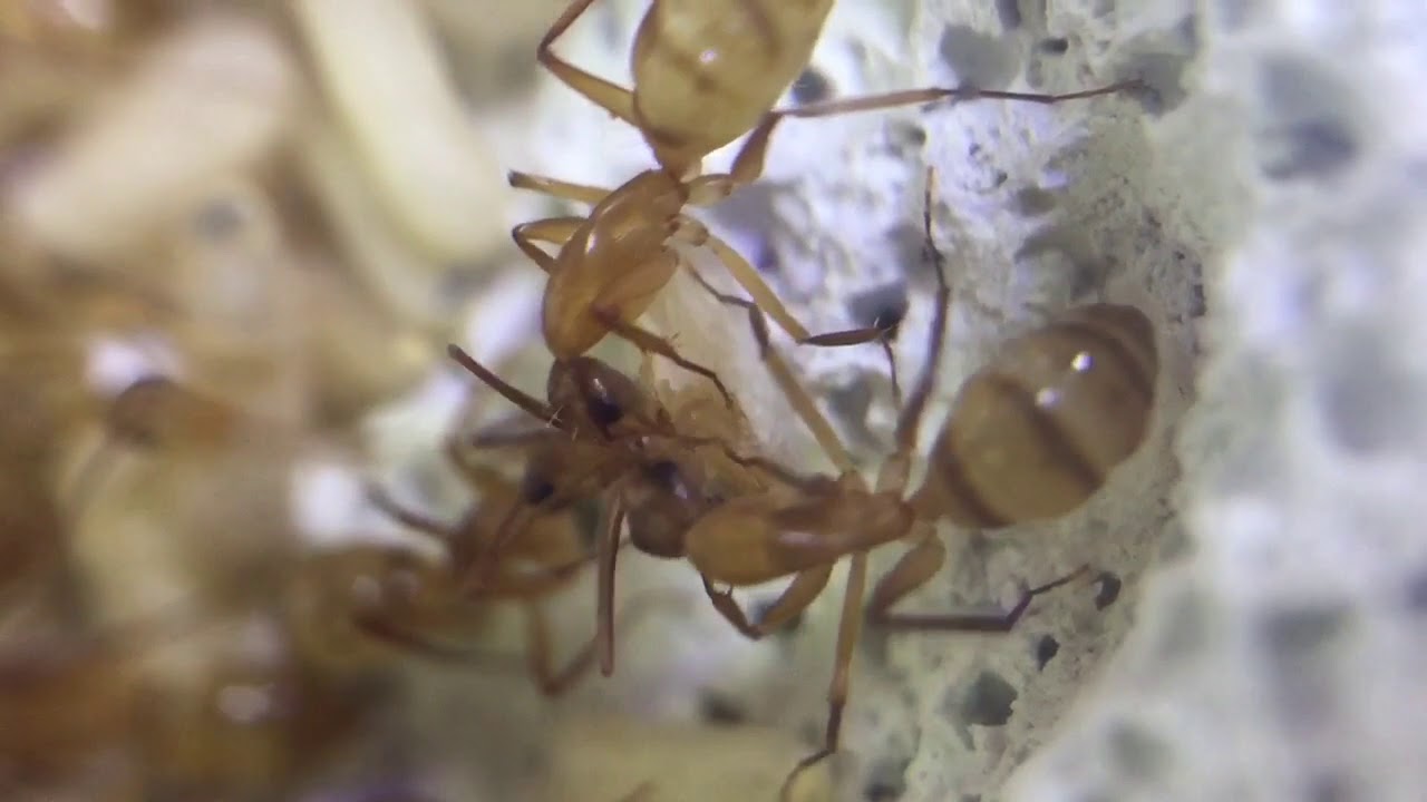 Hatching C. substitutus worker / Schlupf einer C. substitutus Arbeiterin