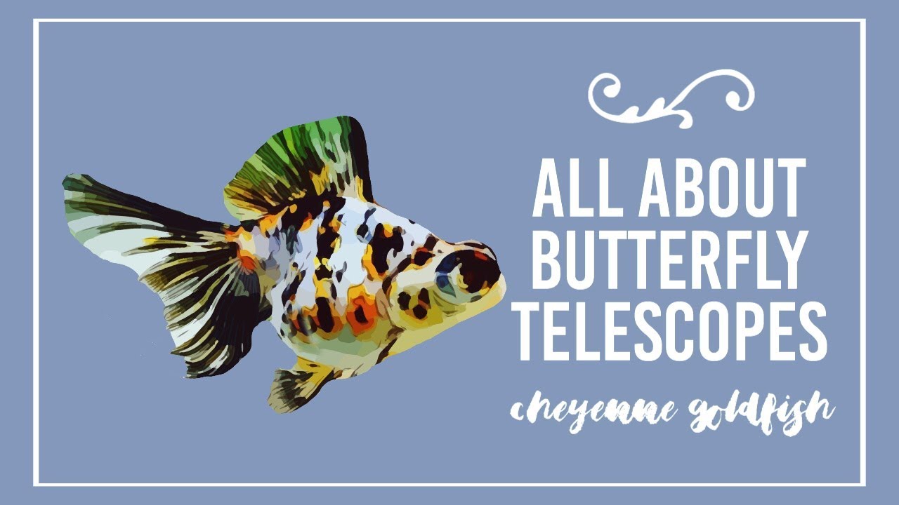 All About Butterfly Telescopes // Cheyenne Goldfish
