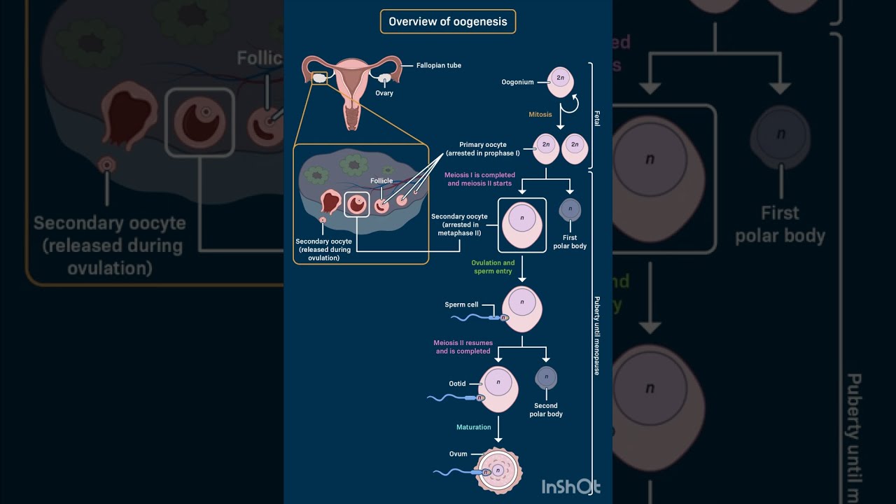  #HumanReproduction #Oogenesis #FormationOfOvum #NCERTBiology #CBSE2026 #BiologyChapter2#NEETBiology