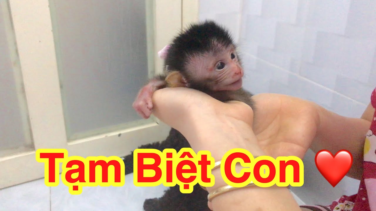 Monkey Baby Diary || Part 3 || Khoảng khắc cuối cùng của Khỉ con và gia đình !
