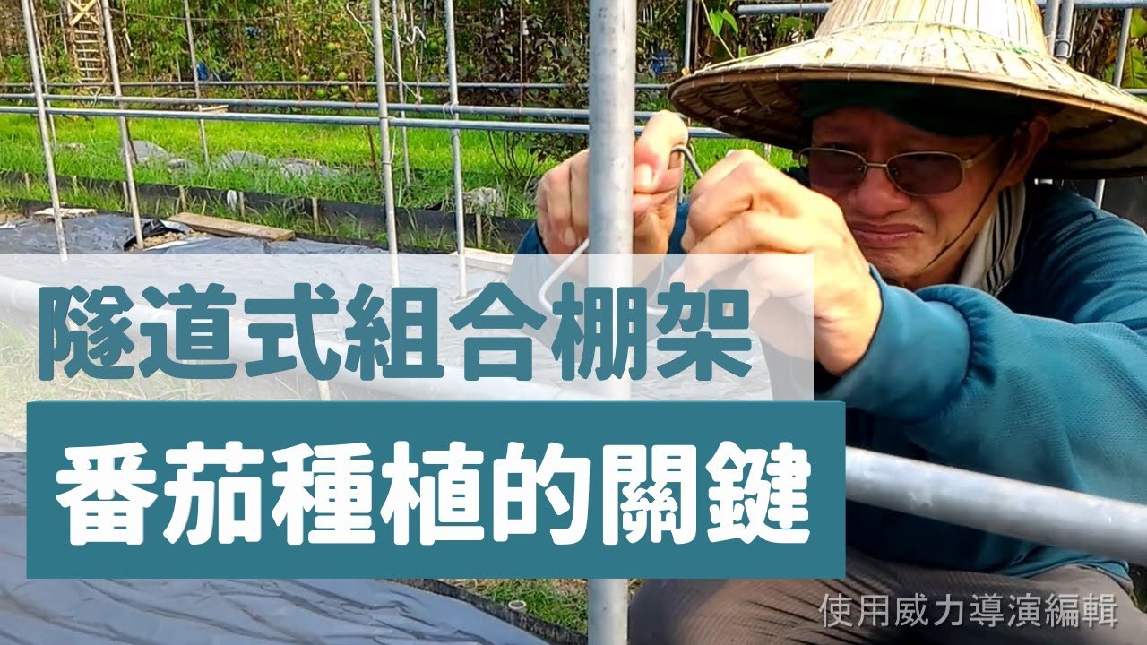 製作隧道式組合棚架種番茄 | 阿星種植