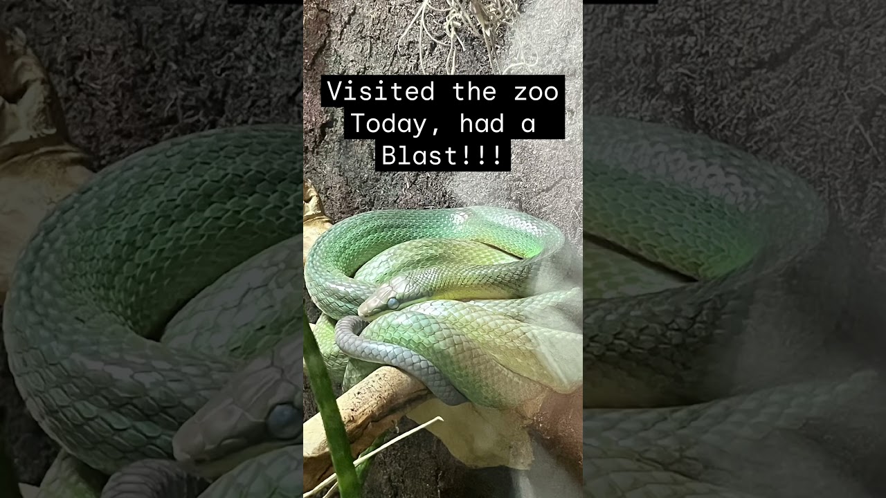 Visited the zoo today, had a Blast!!! Here are some pictures of the animals I encountered. #zoo
