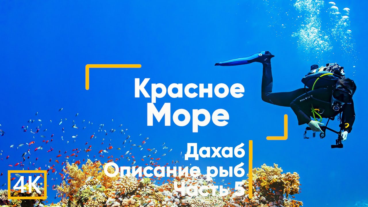 Рыбы Красного моря (с описанием). Египет. Дайвинг. Дахаб. Часть 5. GoPro HERO 12.