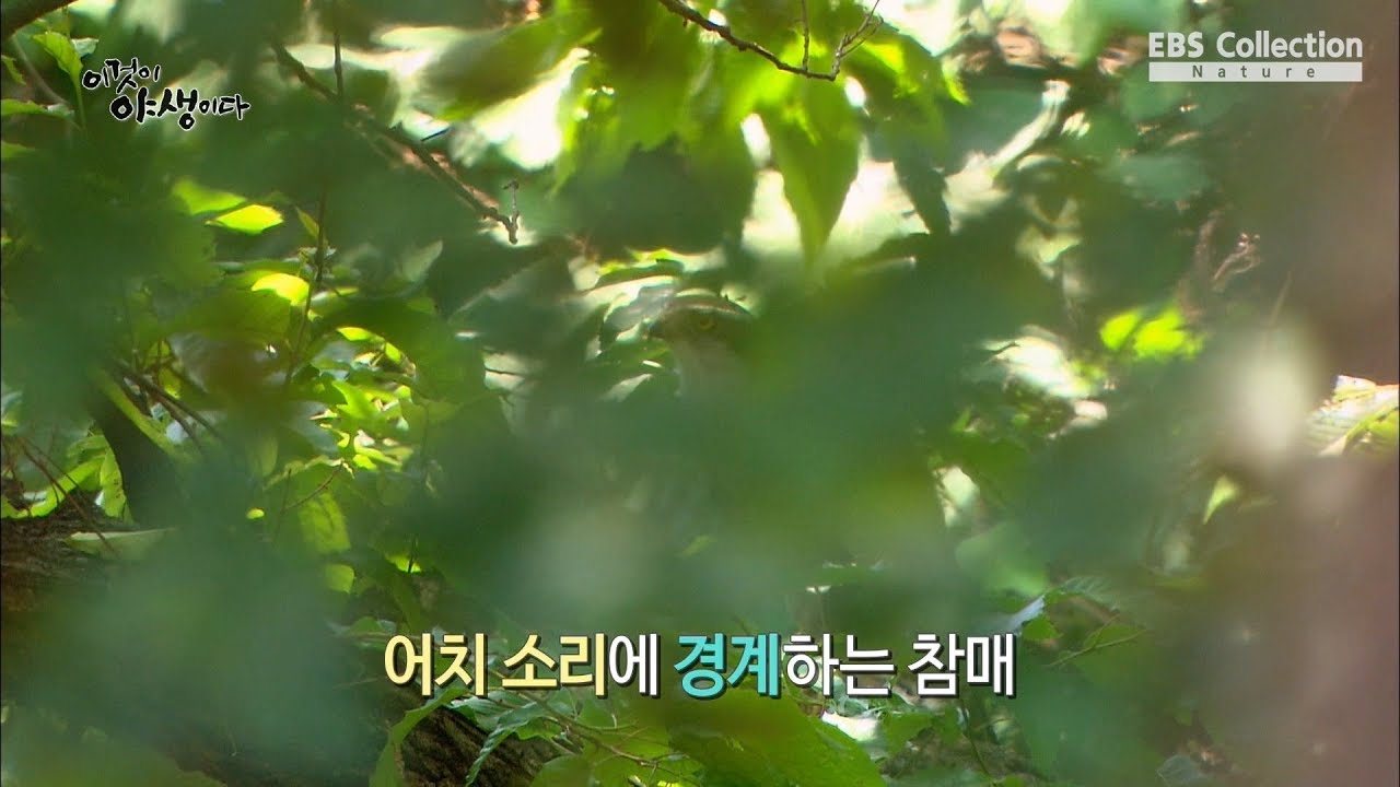 참매를 괴롭히는 의외의 새