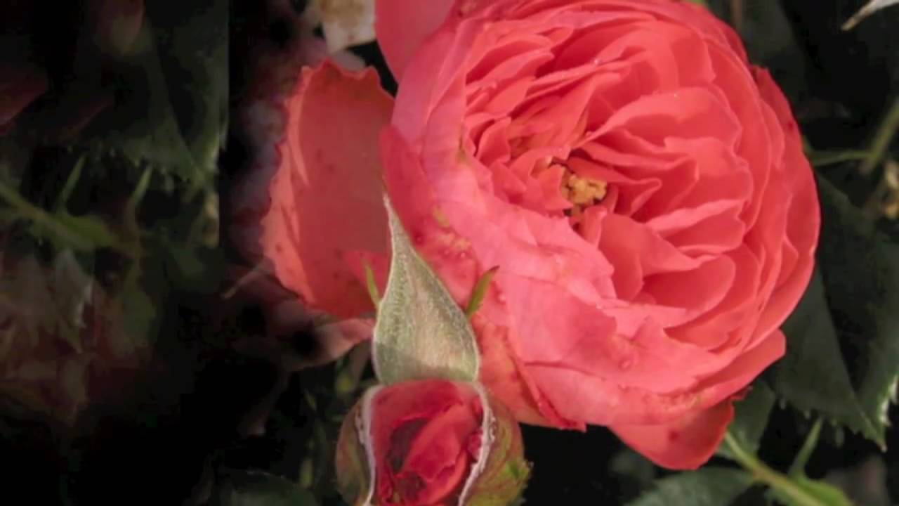 Demis Roussos - Amis Pour  La  Vie