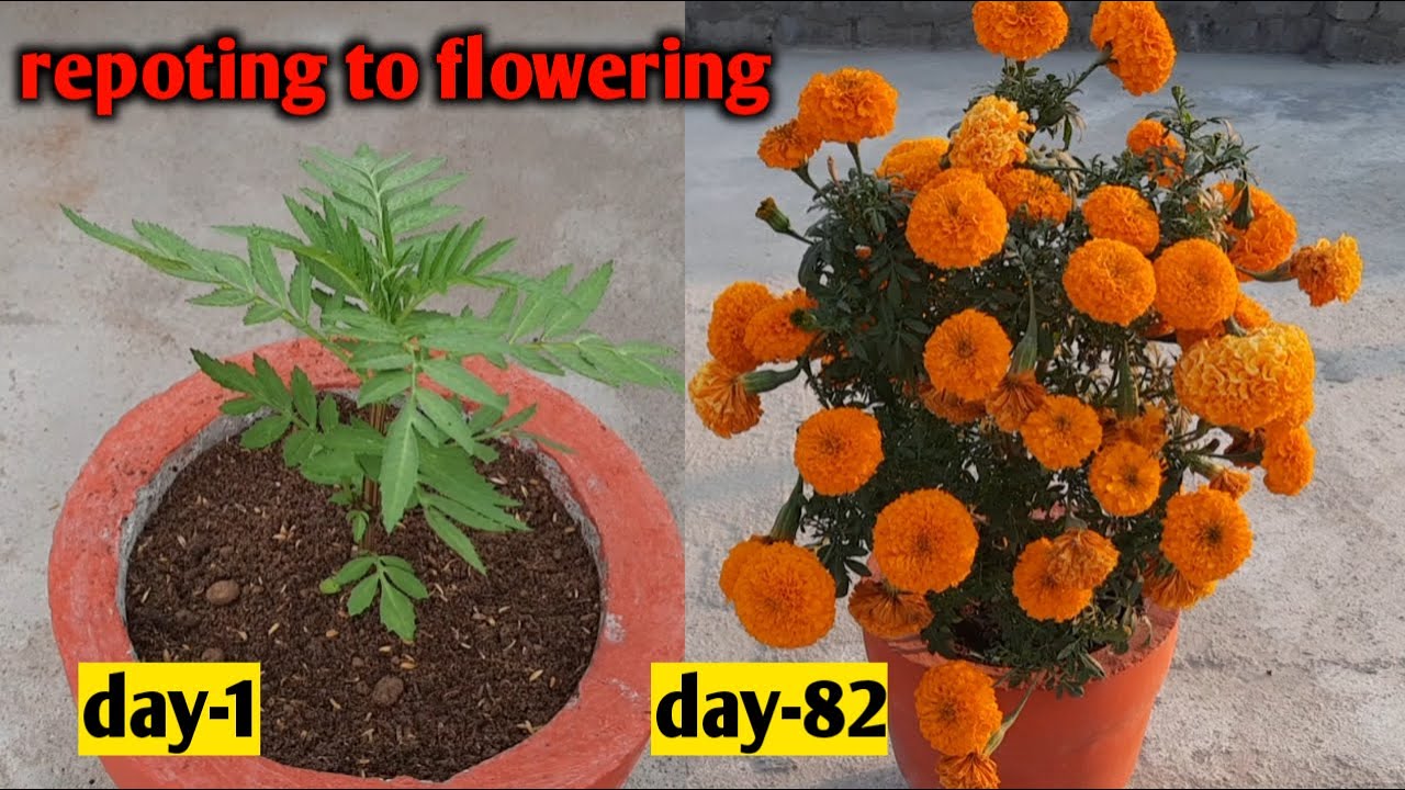 HOW TO GROW MARIGOLD PLANT IN POT | MARIGOLD PLANT REPOTING TO FLOWERING VIDEO | WINTER FLOWERS