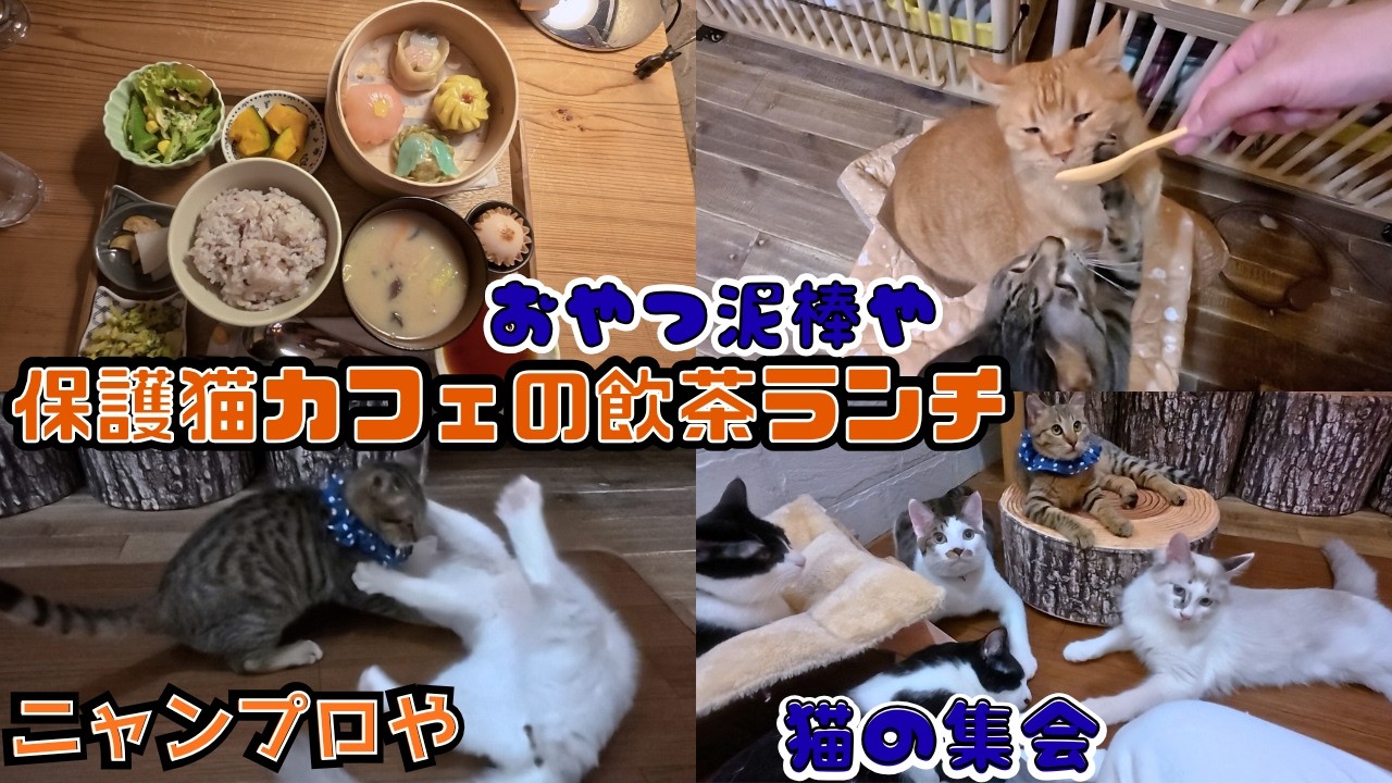 【古民家猫カフェ】絶品飲茶ランチが豪華過ぎた・・・！子猫のニャンプロ〜「猫の集会」まで全部見せます（保護猫カフェウリエル）Dim sum lunch at a traditional cat cafe