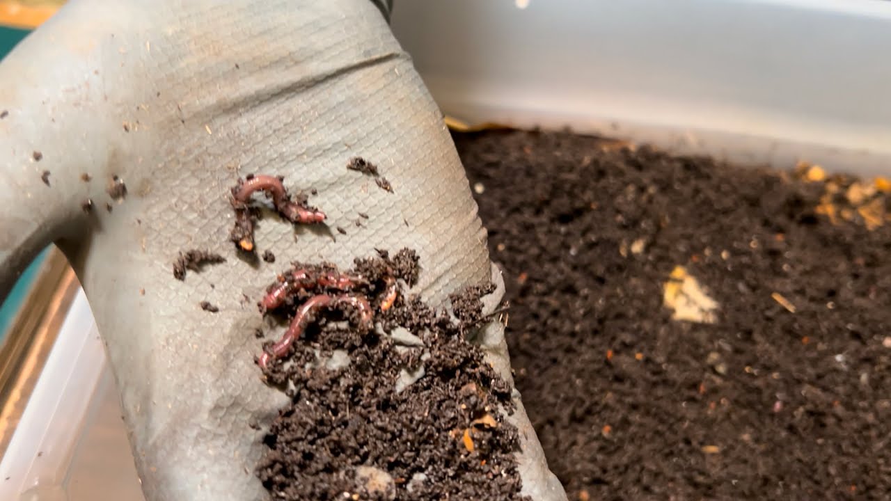 Step by Step Setting Up a New BREEDER BIN Plus How to Increase Breeding in a Regular Bin