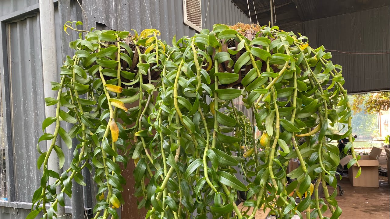 Yếu tố cớ bản thư 5 để chăm lan tốt: thời kỳ thay chậu cho hoa lan