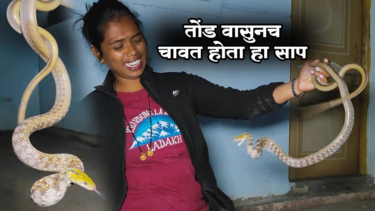 किती चावत होता हा साप पहा वारंवार