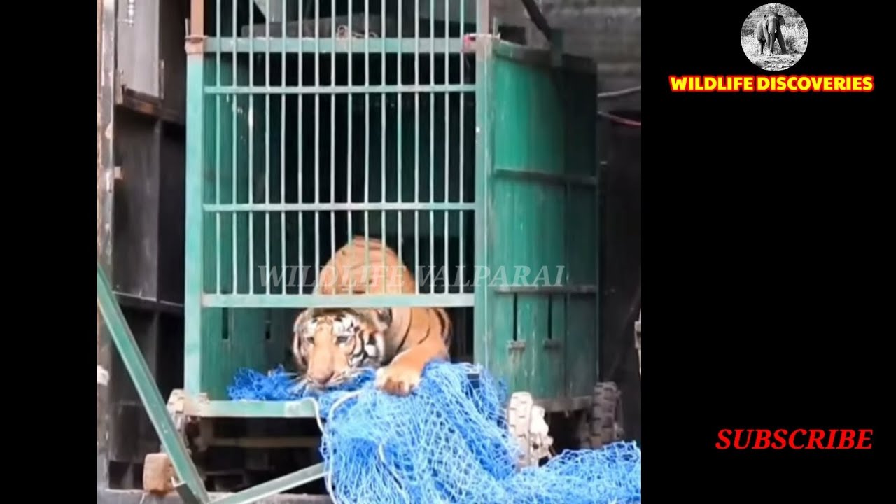 Rescued Tiger released into Valmiki Tiger Reserve