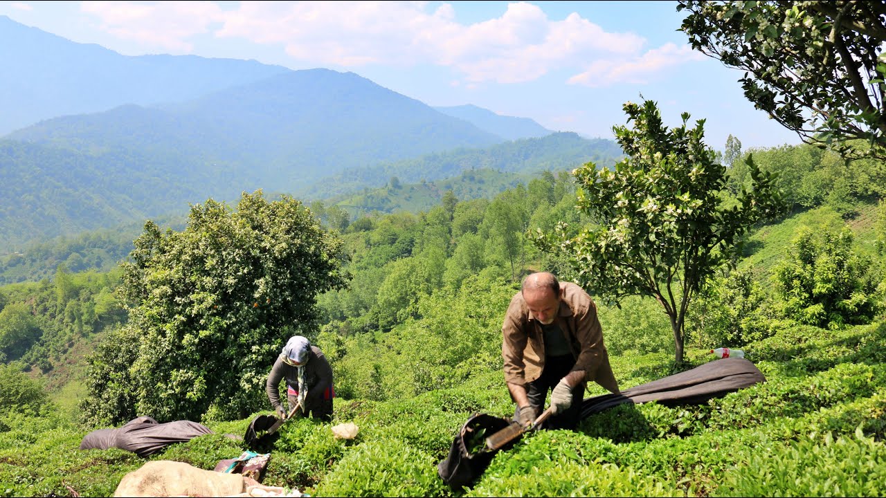 Tea Harvesting In The Unique Plantations Of Northern Iran