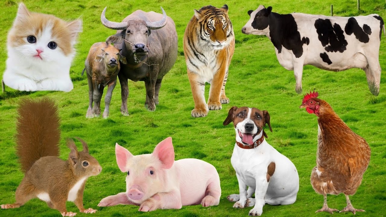 Farm Animal Sounds Compilation | Cat, Cow, Sheep, Dog, Chicken, Horse & Elephant