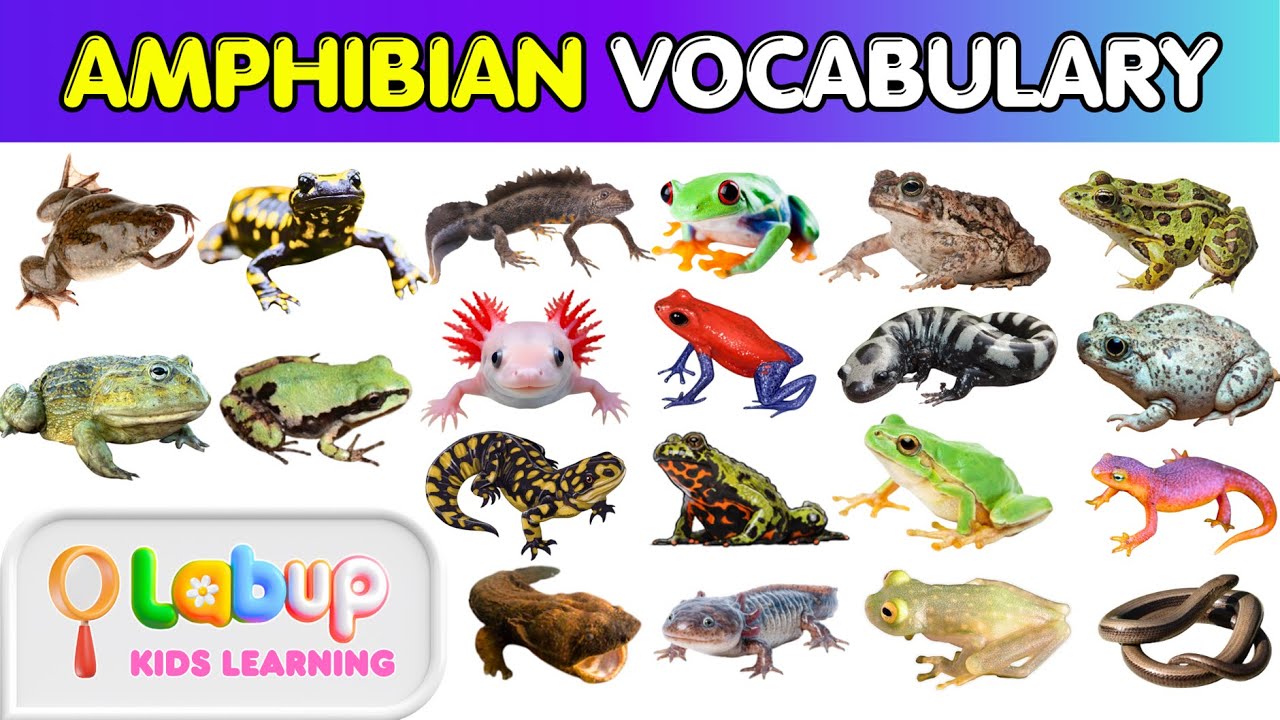 Learn 20 Amphibian Names in English | Fun Learning with Pictures | Kids English Study