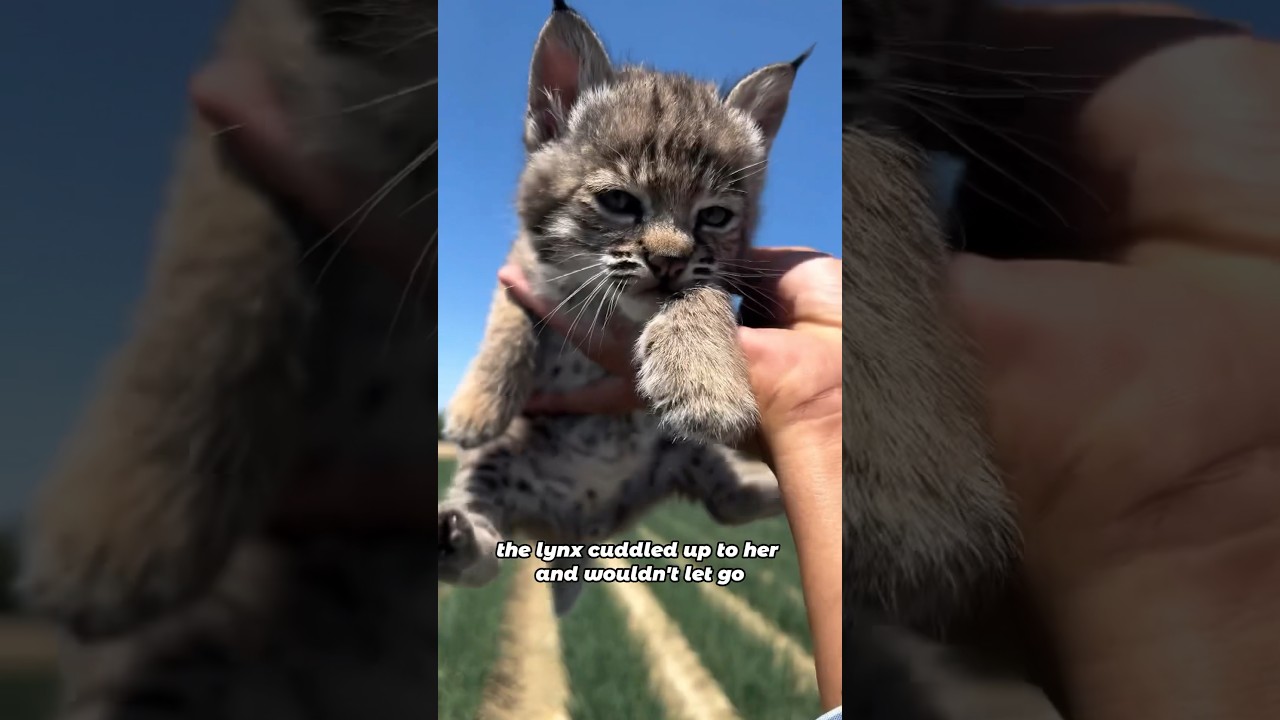 Baby Lynx Thanks Girl by Giving Birth to a Kitten#animals #lynx #wholesome #friendship #shorts