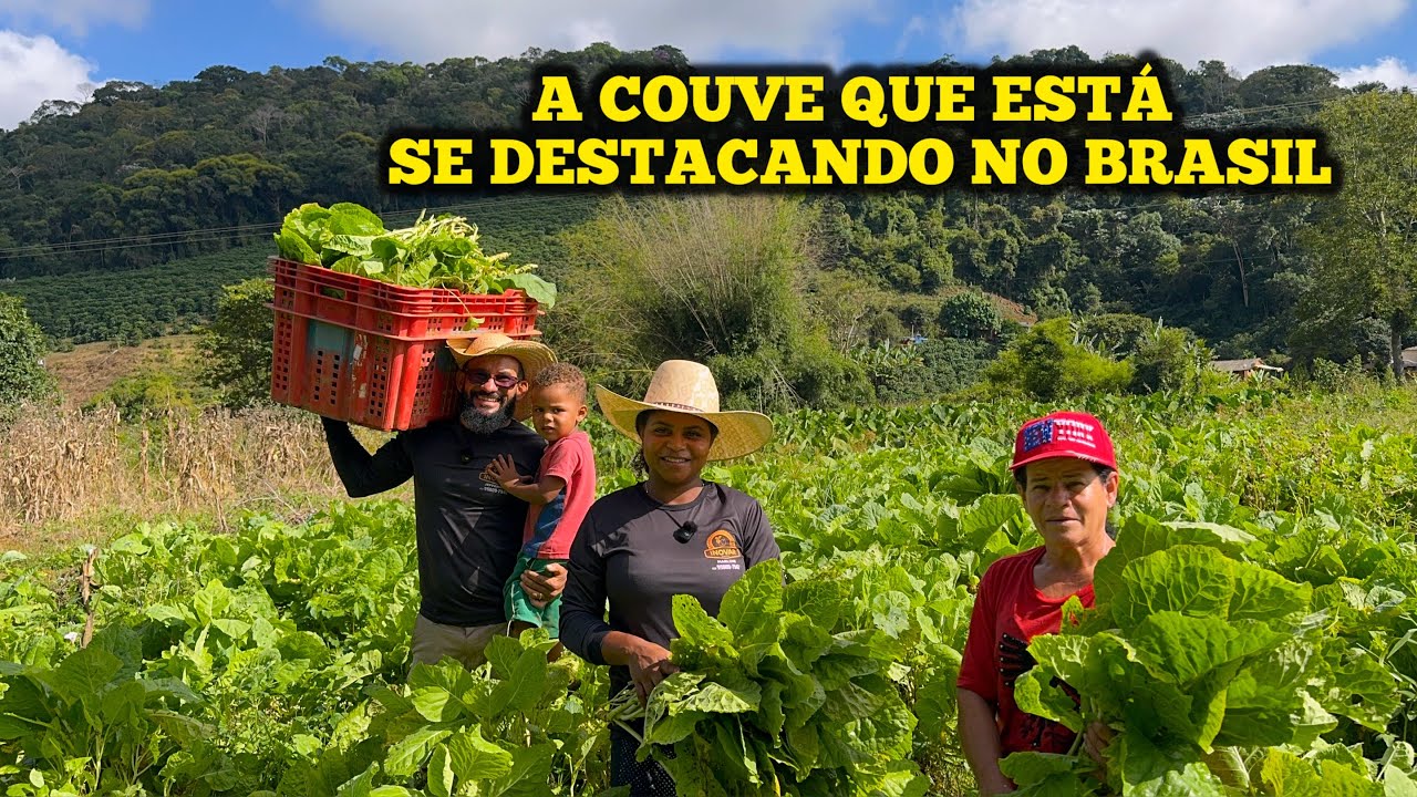Conheça a variedade de couve que está se destacando no Brasil