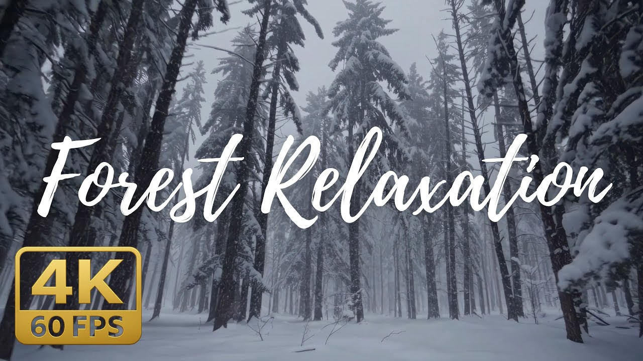 Relaxing Forest in 4K 60fps | Calming Piano + Nature Sounds | Ambient TV Background