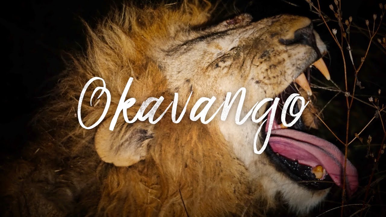 🔥 AFRICA SALVAJE - Delta del Okavango, Botsuana
