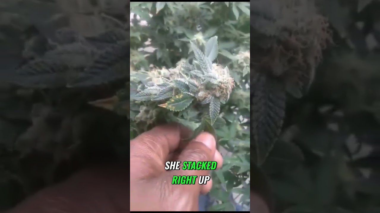 Mastering Gelato OG: A Guide to Optimal Growth