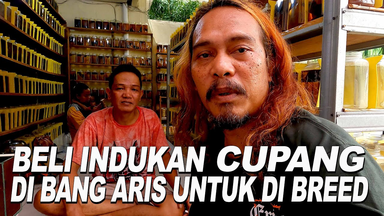 BELI INDUKAN YELLOW BASE DI BANG ARIS UNTUK DI BREED
