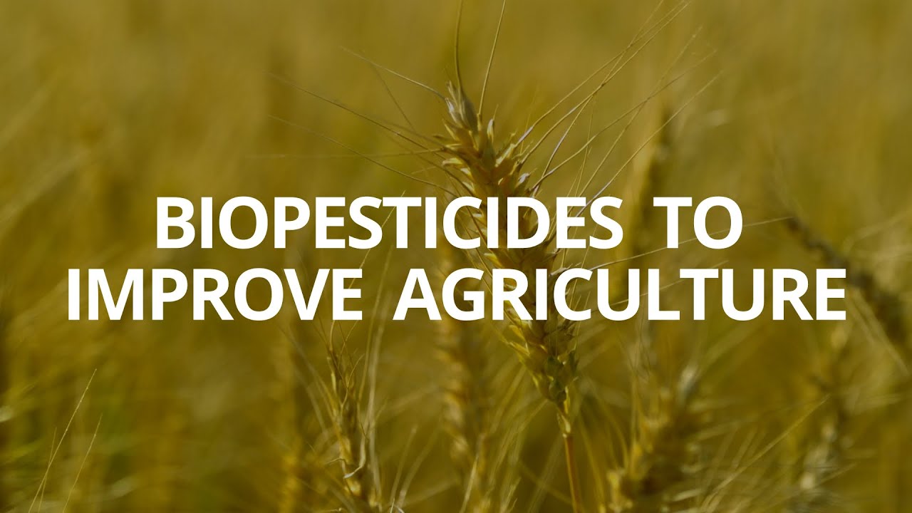 ICGEB The Goals of Science - Cape Town Ep.3 Biopesticides to improve agriculture