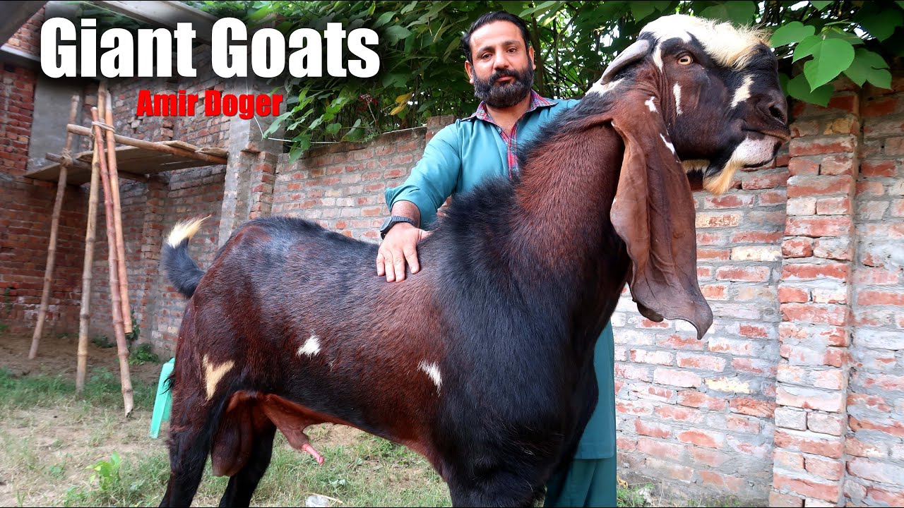 Giant Amritsari Beetal Goats of Amir Dogar Lahore 2025