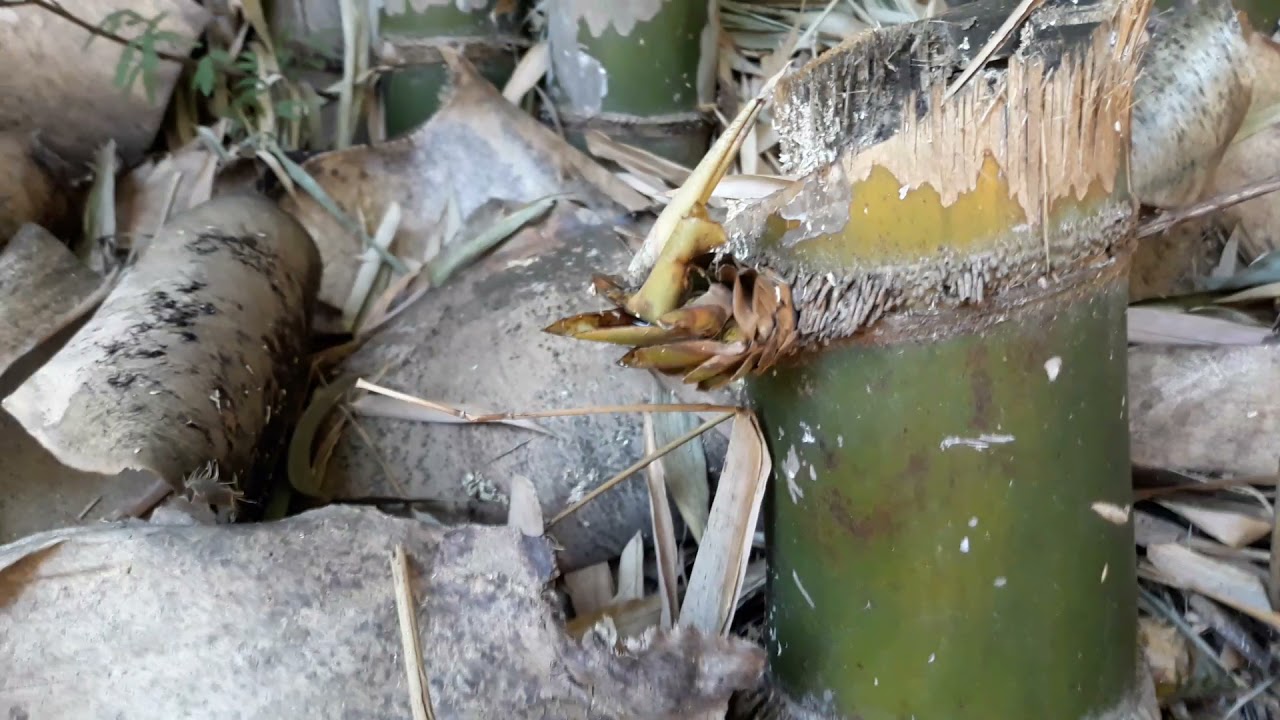 TOCO PARA FAZER MUDA DE BAMBU GIGANTE BAMBUSA VULGARIS