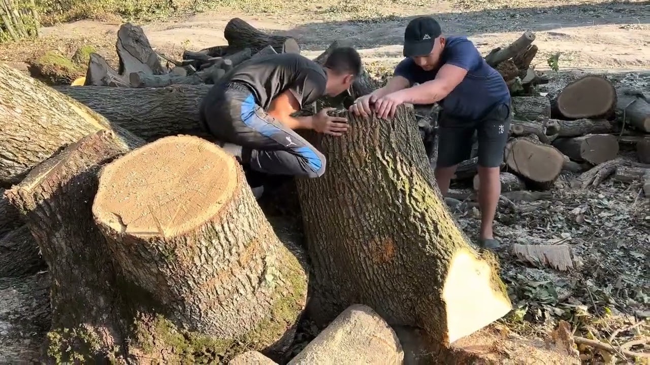 🌳🌳🌳🌳🌳