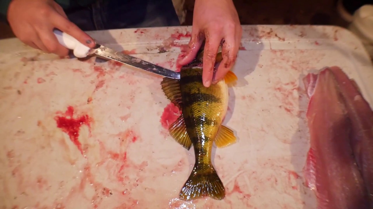 How to Fillet a Perch or Bluegill WORKS FOR ALL PANFISH!