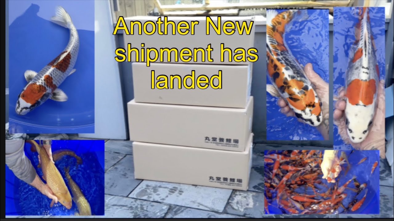 День импорта японских кои! Что ещё у нас в коробках? 🤩 #кои #рыба #пруд #коирыба