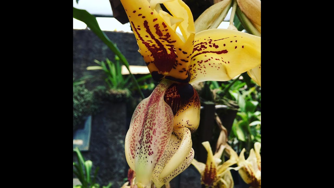 FLOR DE PONTA CABEÇA? ORQUÍDEA STANHOPEA, SAIBA CULTIVAR.